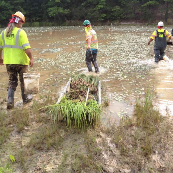 Wetland Mitigation Aspen Landscaping